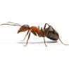 PROTECT HOME CEBO PARA HORMIGAS EN GEL, anti hormigas para Uso Interior y Exterior, 2 trampas (Pack de 3), Azul, Talla Única
