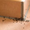 Protect Home Antihormigas cebo en gel contra hormigas para interiores