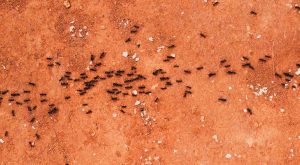 Control de plagas domésticas: 3 productos para eliminar hormigas en casa