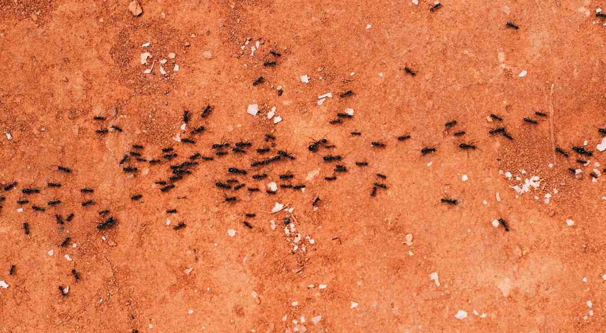 Productos para eliminar hormigas en casa