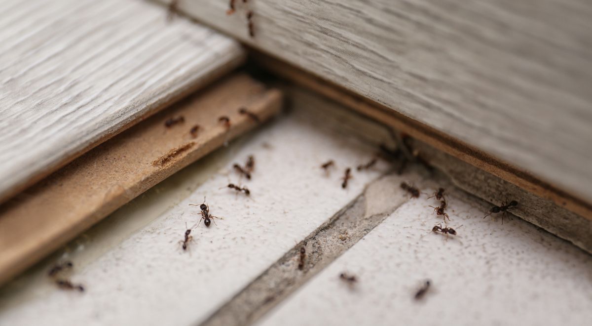 Combate las hormigas con estos productos