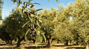 Lucha contra el prays del olivo: cómo mantener sano tu cultivo