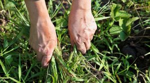 La guía definitiva para eliminar fácilmente las malas hierbas del jardín