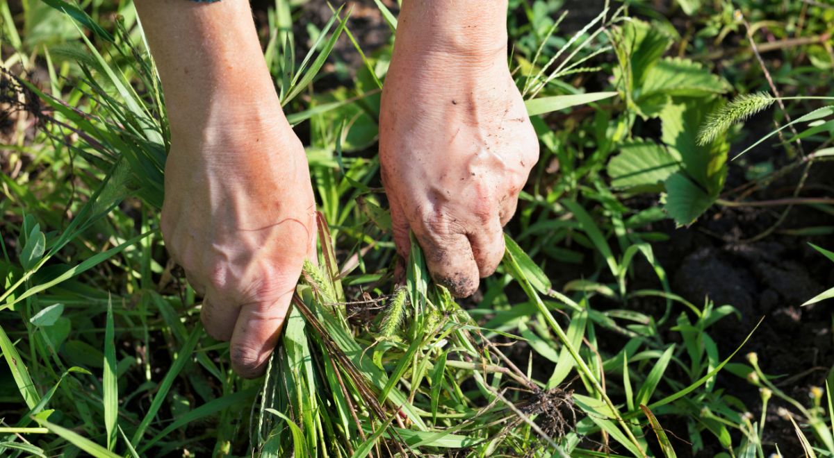 cómo eliminar la mala hierba