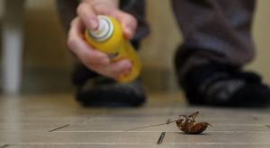 Adiós a las cucarachas: Consejos y soluciones efectivas para erradicarlas