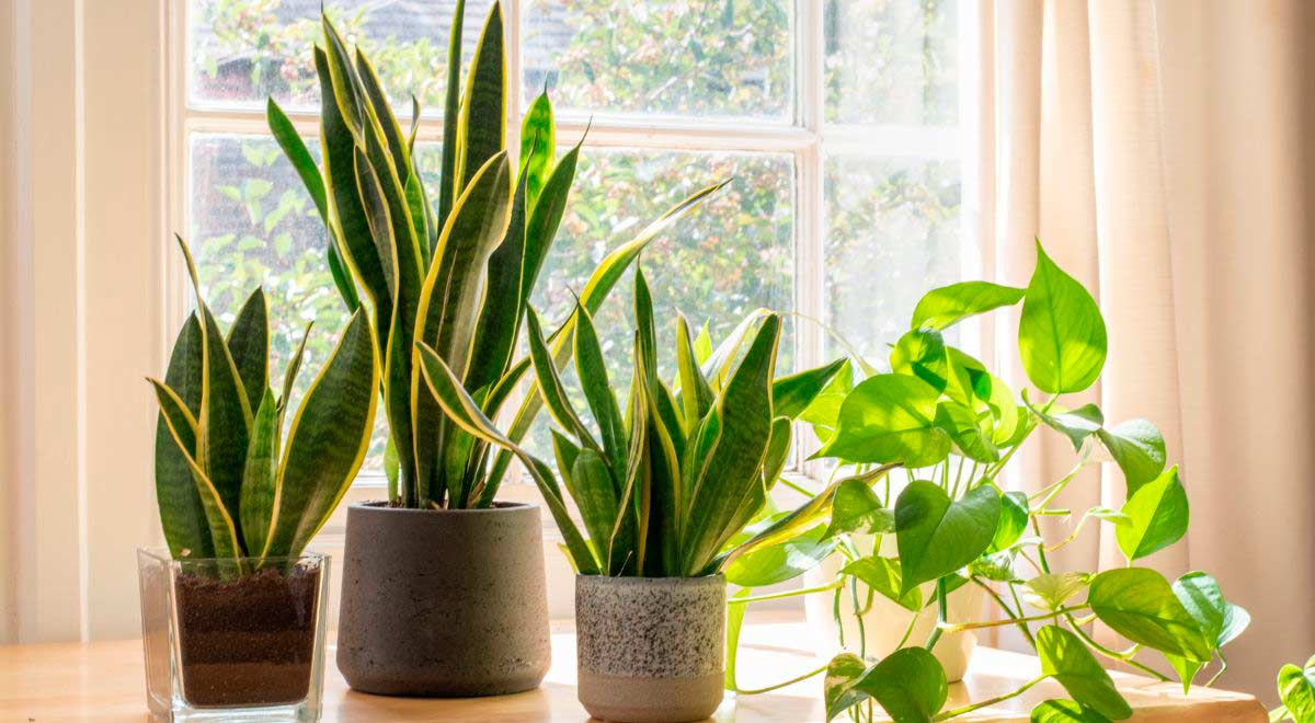 combate las plagas en plantas de interior en verano