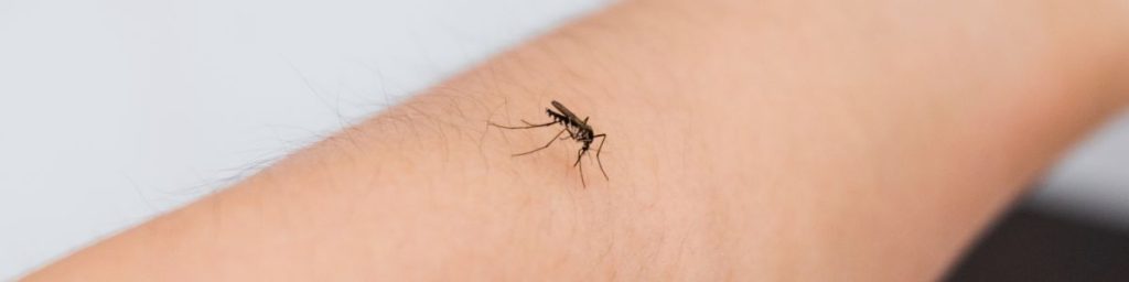 las picaduras de mosquitos transmiten enfermedades