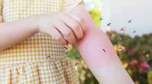 La importancia de proteger tu hogar contra los mosquitos y cómo hacerlo