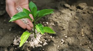 Cómo elegir el fertilizante orgánico ideal para cada tipo de planta