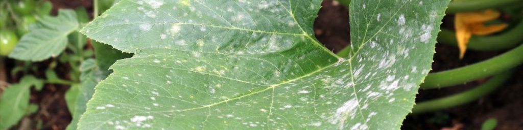 detalle de planta infectada por polvo de mildiu